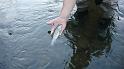 Steve's Brookie on Kettle2